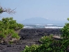 Galapagos 2001 - Punta Espinosa, Isla Fernandina