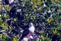 Darwin Bay - Red-footed Booby