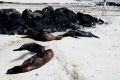 Darwin Bay - Sea Lions