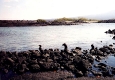 Punta Espinosa - Flightless cormorants